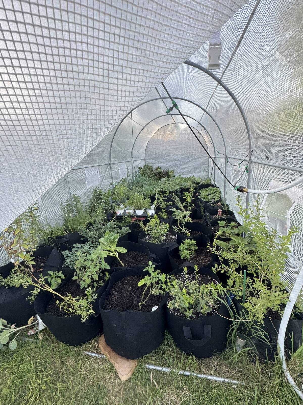 Dozens of grow bags packed with herbs and vegetable starts inside the El Campo tunnel