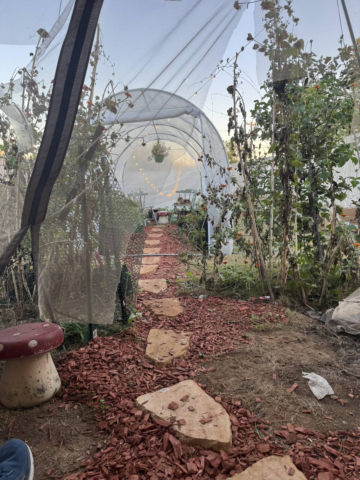 Golden-hour view down the Texas Roots greenhouse tunnel with climbing tomatoes and a stone path